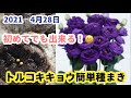 200以上 トルコ桔梗 種から育てる 350060-トルコ桔梗 種から育てる