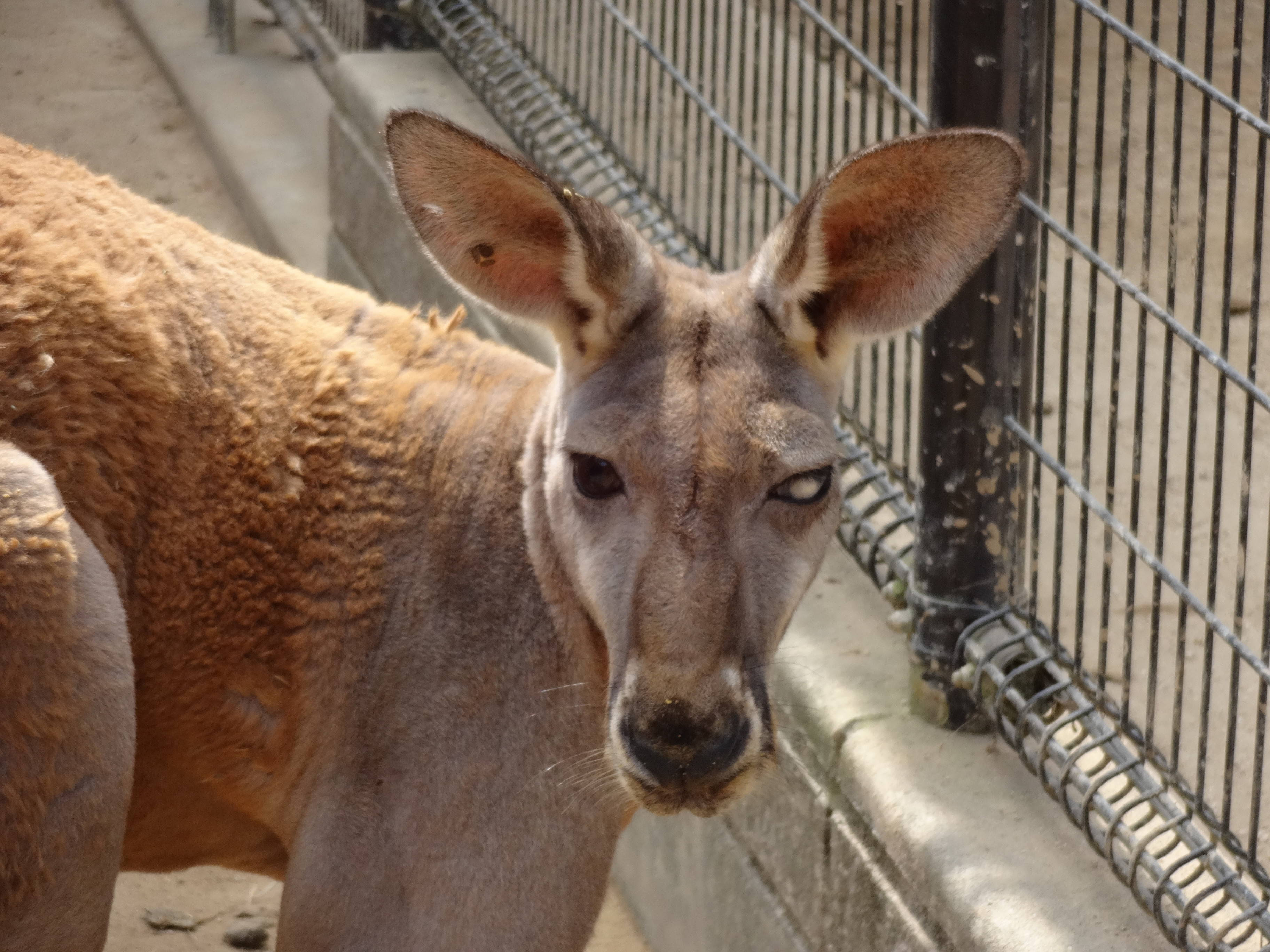 ズーラシアのアカカンガルーたち 飼育日誌 よこはま動物園ズーラシア公式サイト 公益財団法人 横浜市緑の協会