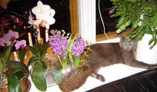 Nestor jouluna by Anna Amnell