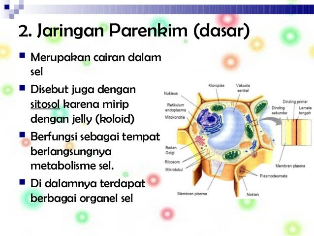 Biologi ppt JARINGAN TUMBUHAN Biologi ppt JARINGAN TUMBUHAN