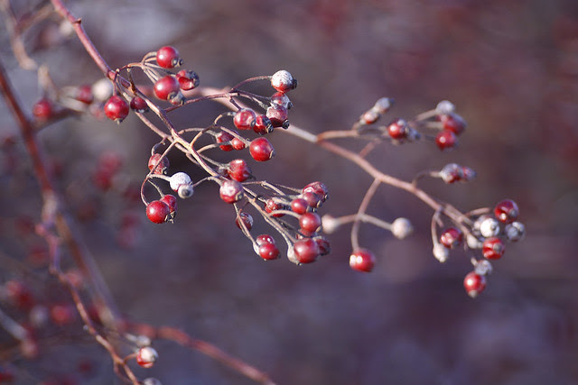 berries