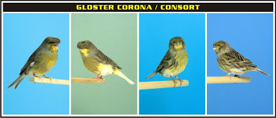  pertama kali ditemukan di Canary oleh penjelajah Perancis Burung Kenari