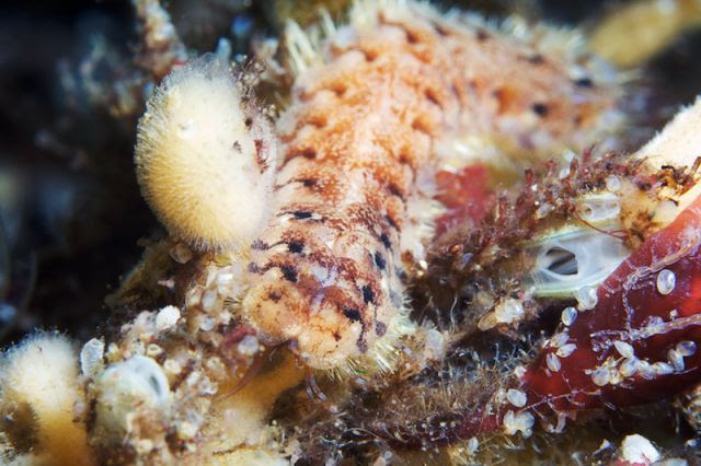 The Wonders of the White Sea (92 pics)