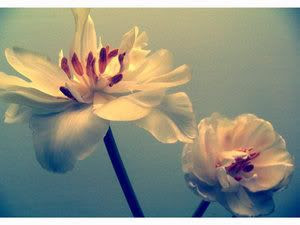 Photography. Pictures, Images and Photos