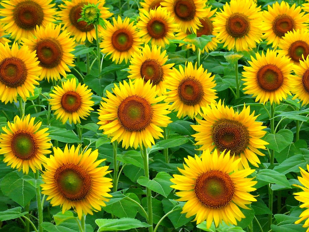 ひまわり畑壁紙写真 デスクトップ壁紙 兵庫と神戸の写真ブログ