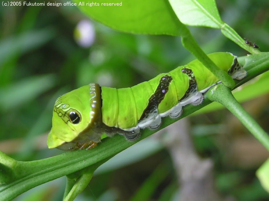 福光村昆虫記 チョウの卵 幼虫 蛹