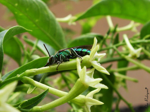 verde metálico