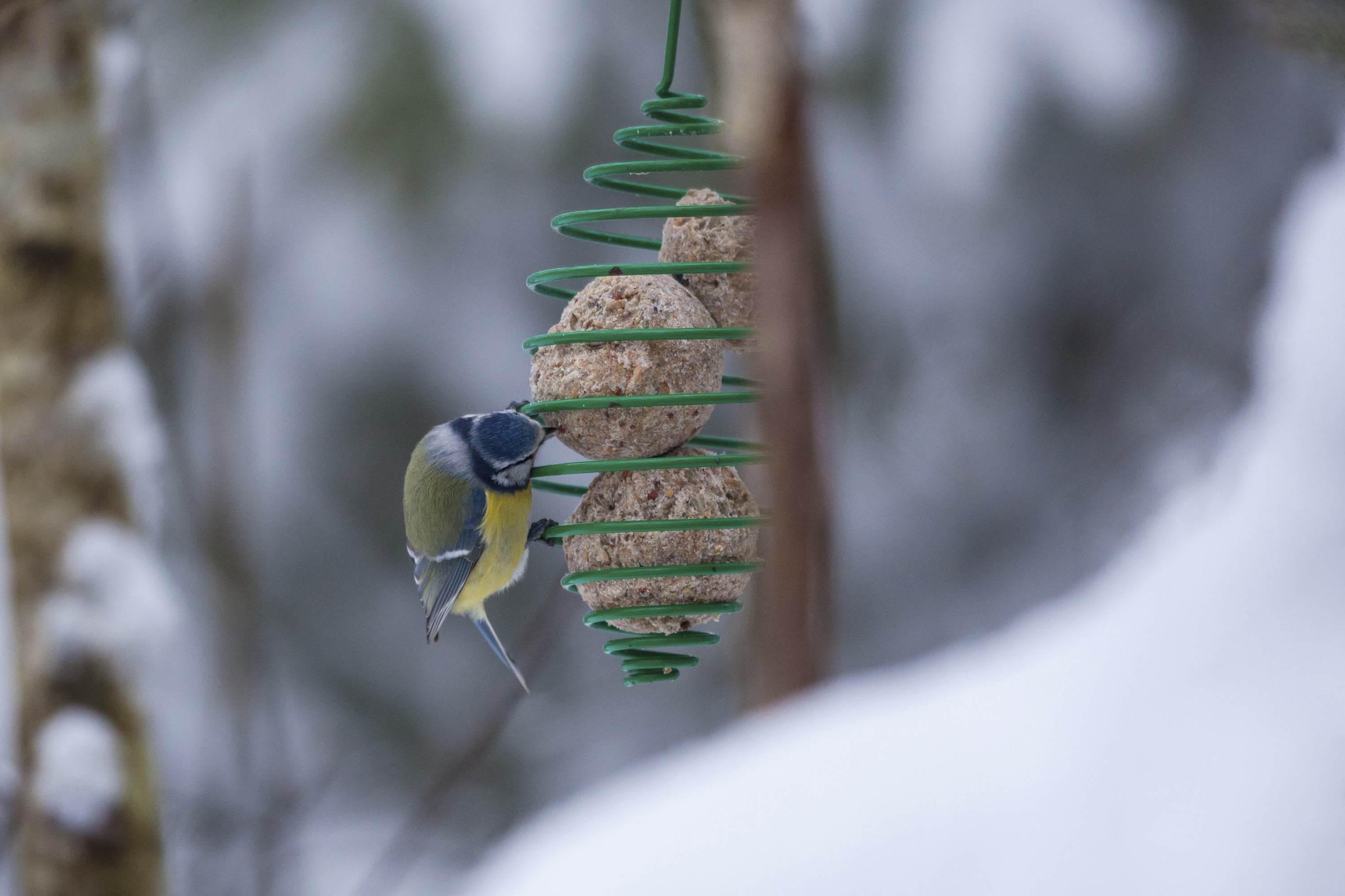 MeisenknÃ¶del selber machen: Vogelfutter fÃ¼r den Winter