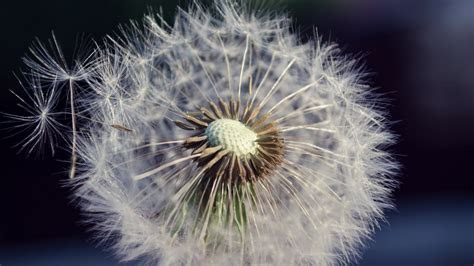 hd hintergrundbilder flaum blume loewenzahn desktop