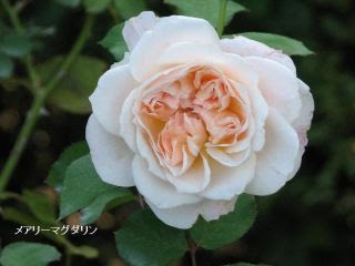 ピンク系薔薇