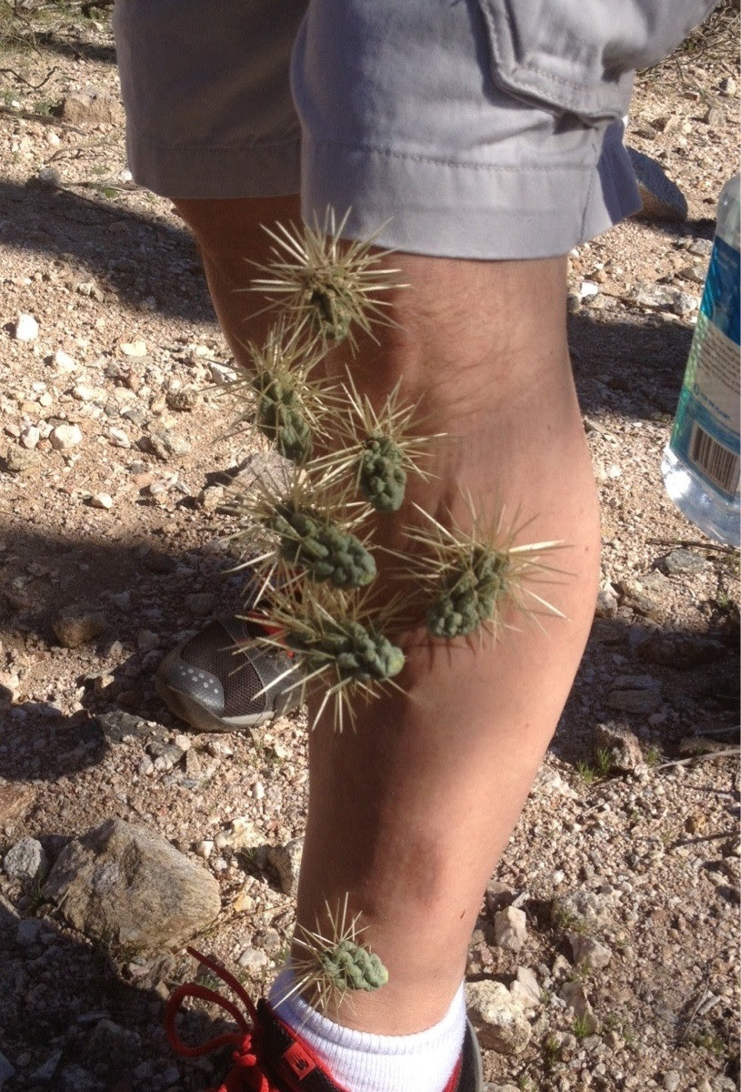 Ron's Log: Cactus Archives
