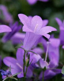 花 ベルフラワー 5月8日の花と花言葉 ベルフラワー 魅る魅るガーデニング