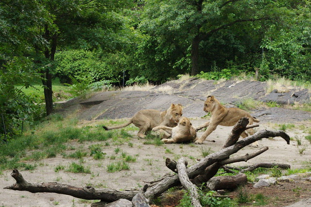 Lions.CR2