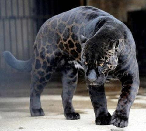 Jaglion - A hybrid big cat. The father is a Jaguar while the mom is a ...
