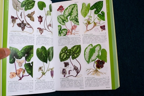 カフェで眺めて愉しい 牧野富太郎の植物図鑑 牧野図鑑 その特徴と選び方 四国の 空と海 その2