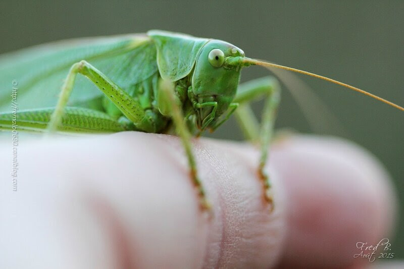 Tettigonia viridissima ♀