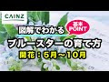 ++ 50 ++ 夏の花 ブルースター 536067-夏の花 ブルースター