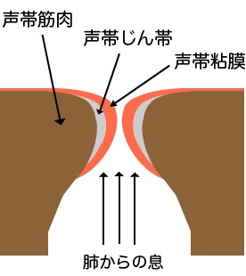 声帯の疲労回復 喉の疲れを治すには ボイトレ教室24年のsweet Dreams