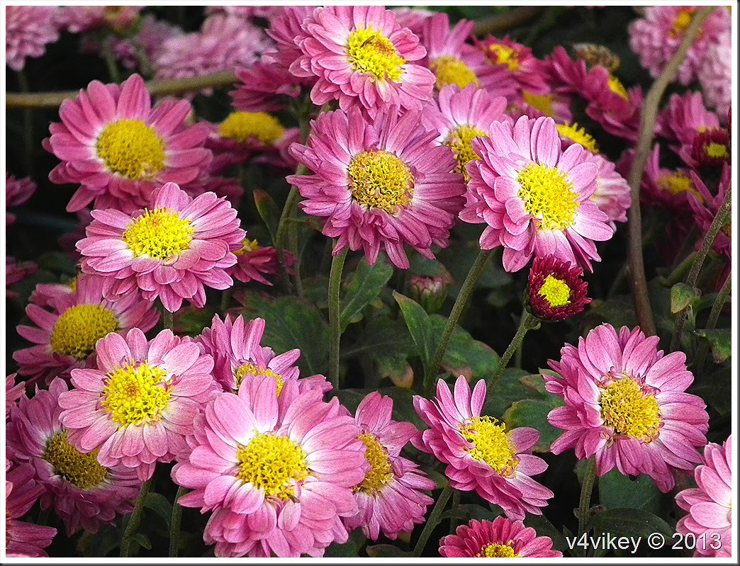 Chrysanthemum Flower