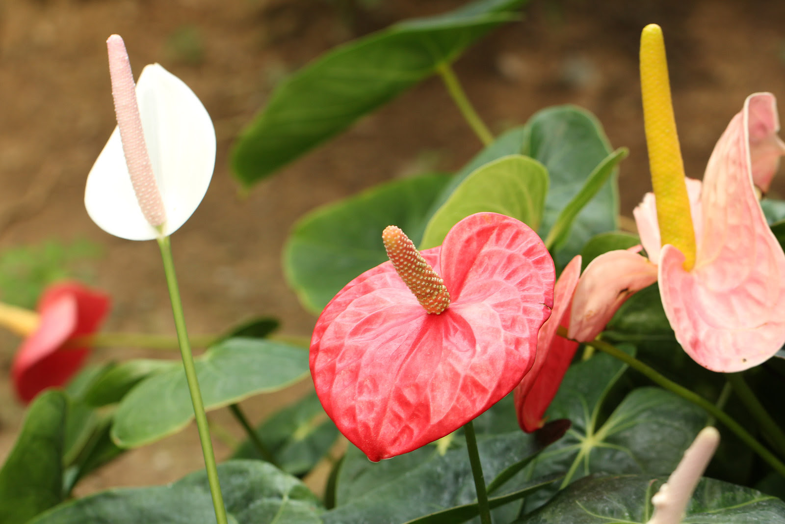 お花の写真集 アンスリウム