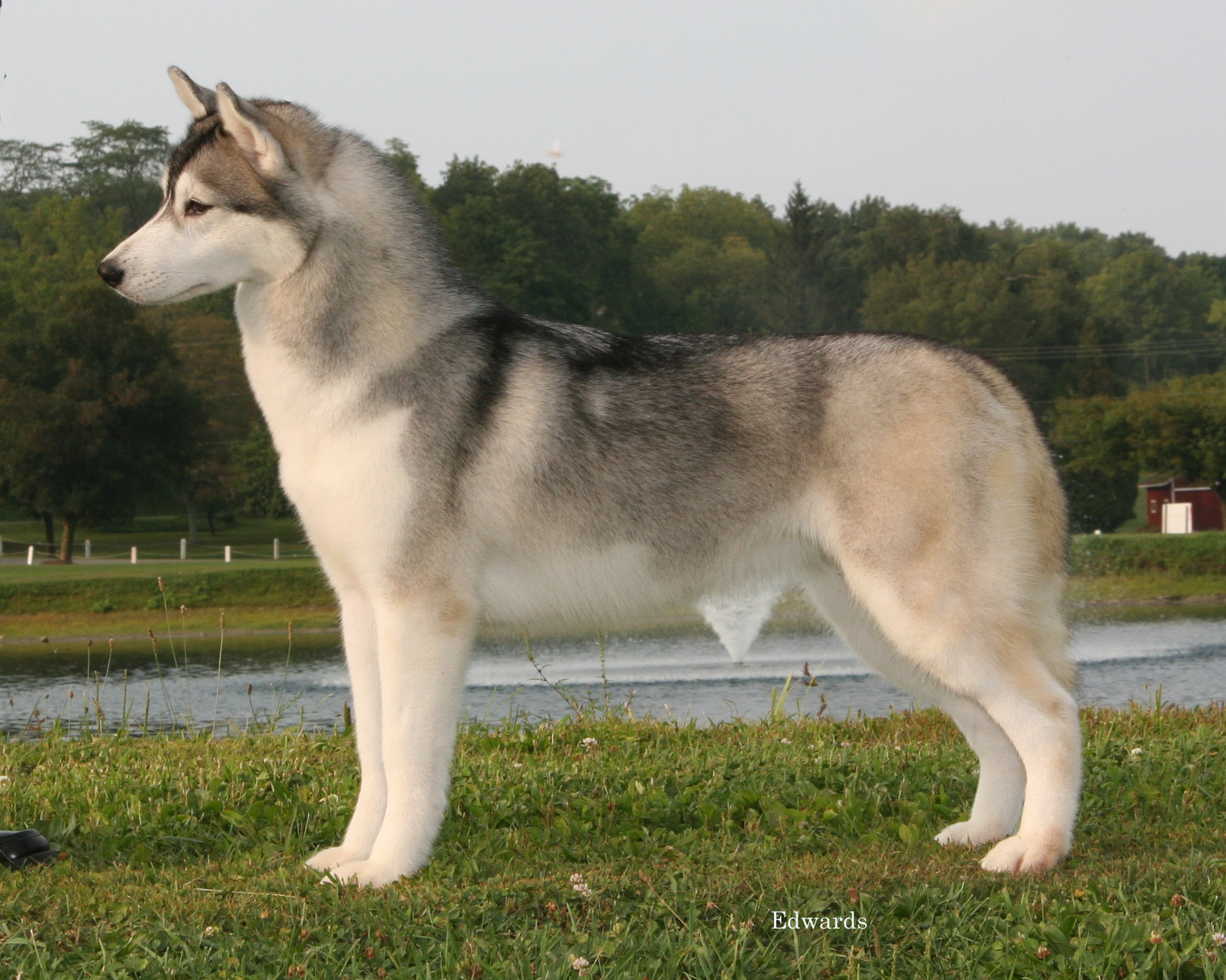 Image Result For Siberian Husky Silver