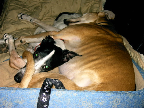 And Sam trumps Jacey with his tail