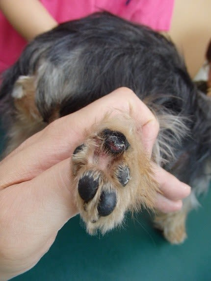 犬の肉球の怪我 石川台どうぶつ病院ペットホテルのブログ