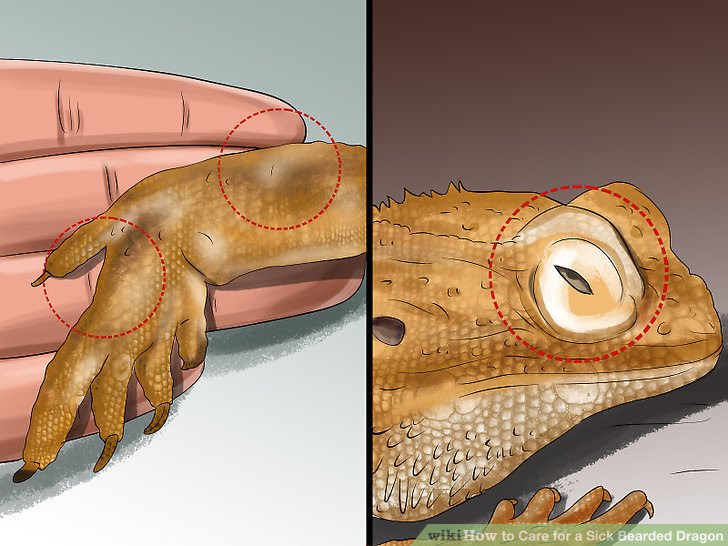Care for a Sick Bearded Dragon Step 3.jpg