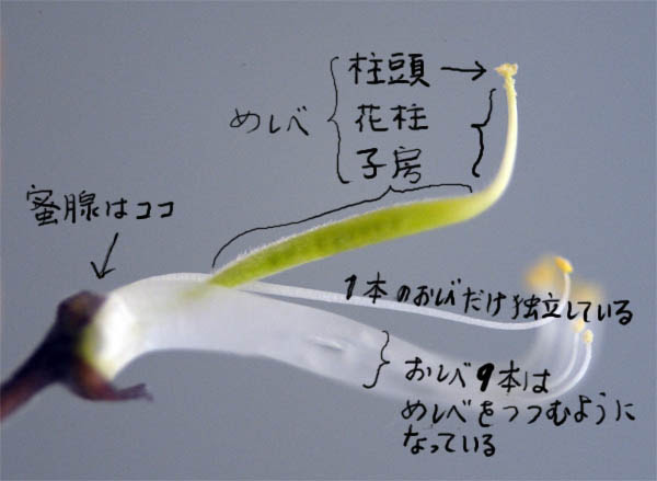 観察１ フジ マメ科 の花 １年理科 生物 Takaの授業記録13