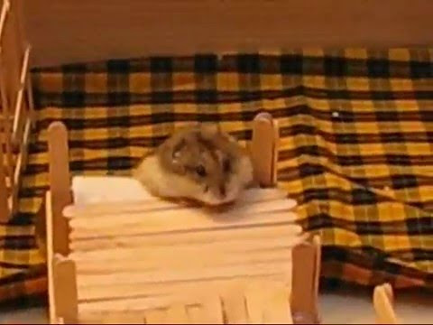 Diy Hamster House