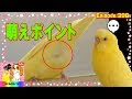 √無料でダウンロード！ 可愛い セキセイ インコ 683576