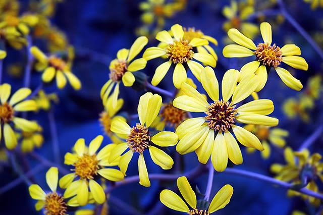 Yellow Flowers Fantasy [enlarge]