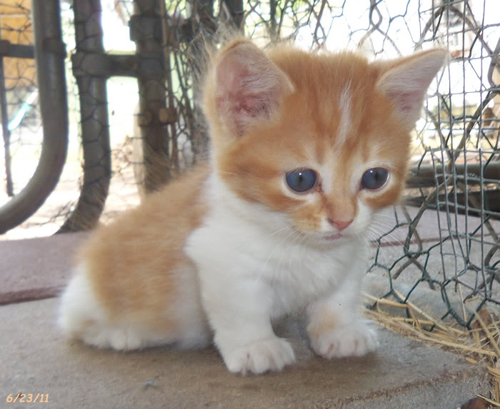 Cute Adorable Munchkin Kittens Cute Kittens Photo 41373479 Fanpop