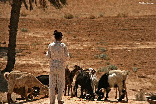 Cuidant del ramat