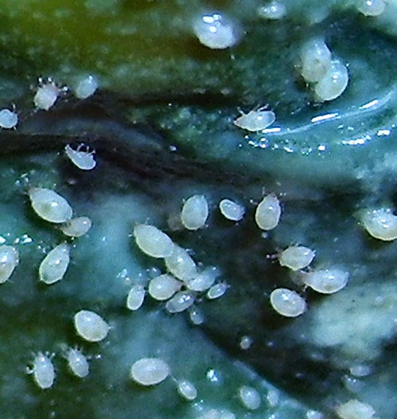 家 白い 小さい虫 Htfyl