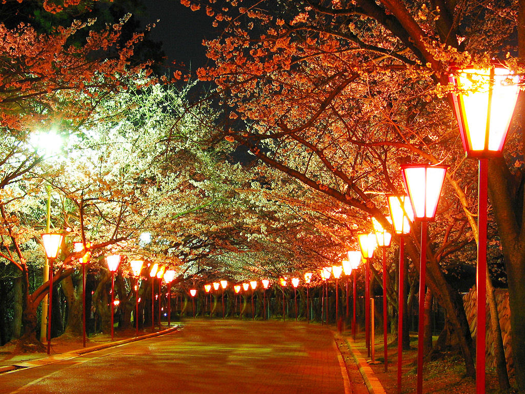 壁紙 桜のライトアップ 夜桜 兵庫と神戸の写真ブログ