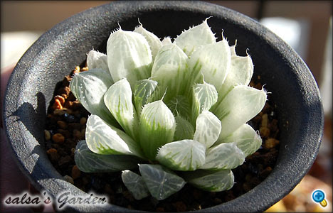 サボテン 全記事 緑町のウェブ屋 跡地