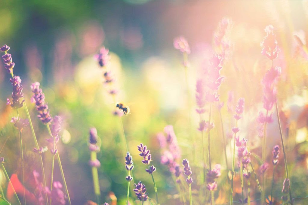 lavendar_harnes_healing_Rike_