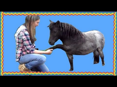 Miniature Horse Does Dog Tricks - YouTube