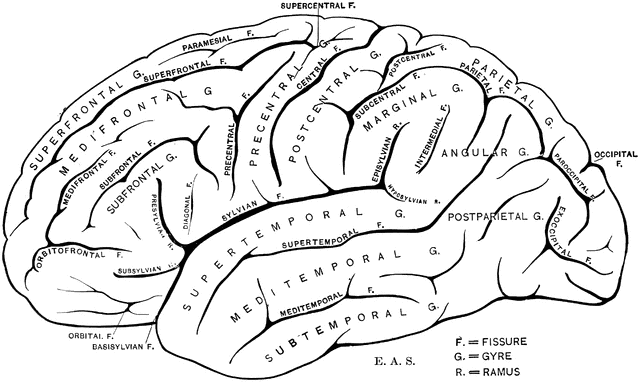 Brain | ClipArt ETC