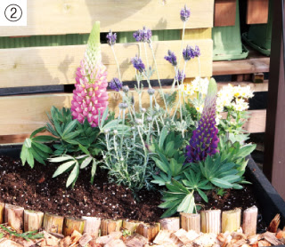 小さいスペースで楽しむガーデニング 春編 苗の高低 色合わせを工夫 イングリッシュガーデンのような庭に Living和歌山