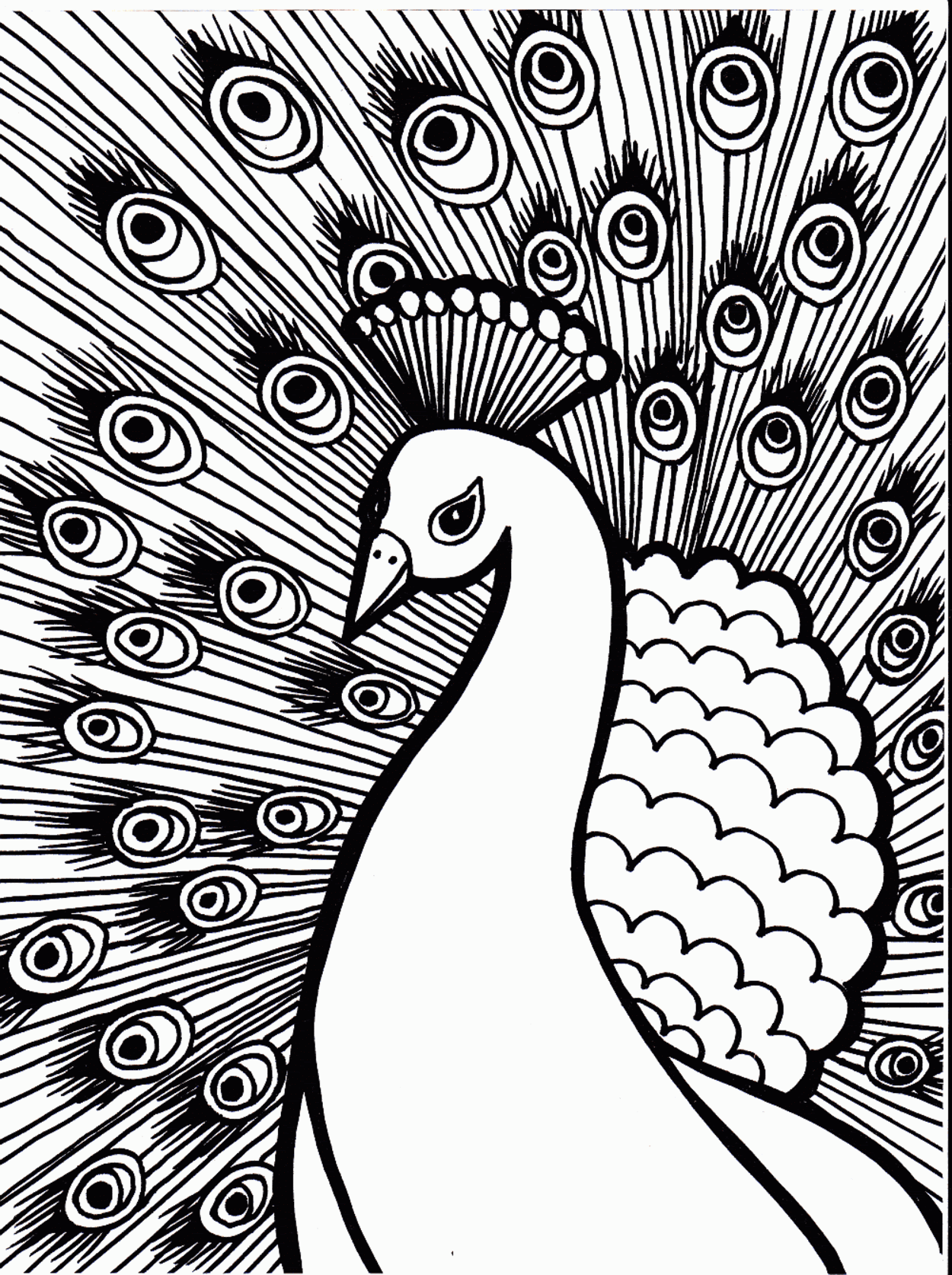Download Peacock coloring pages to download and print for free