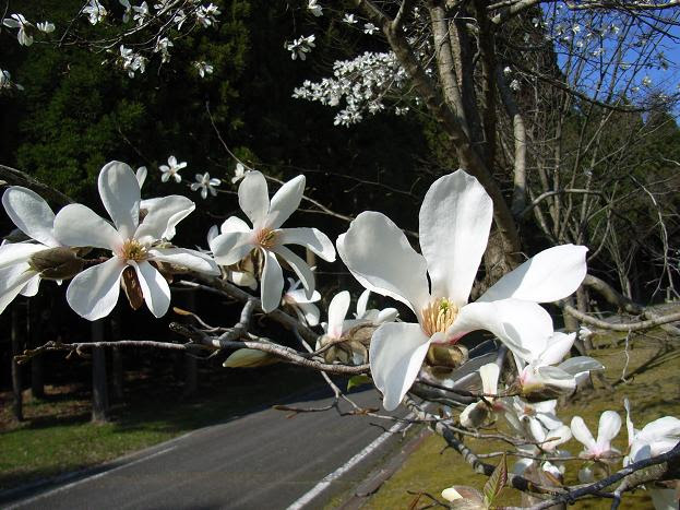 石川県森林公園の野草と公園のご紹介 木の花