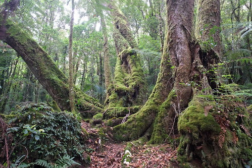 Nothofagus moorei