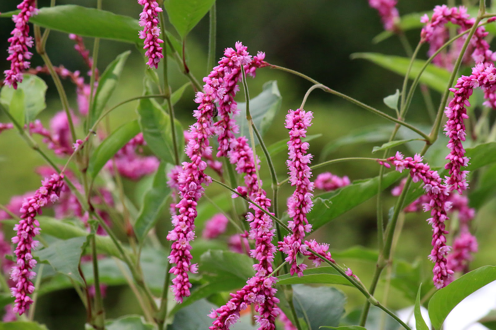 お花の写真集 オオケタデ 大毛蓼