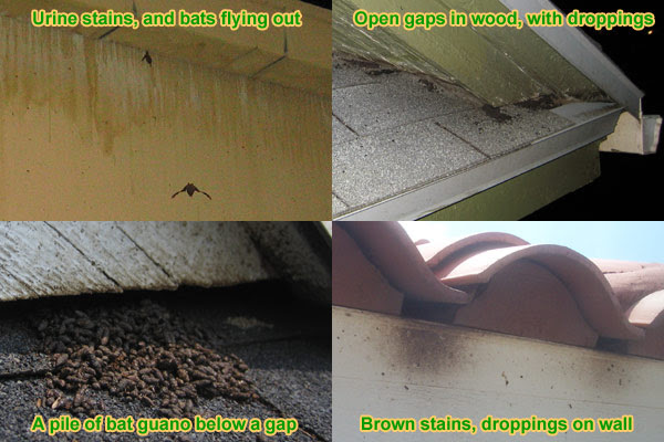 How to Keep Bats Away Prevention