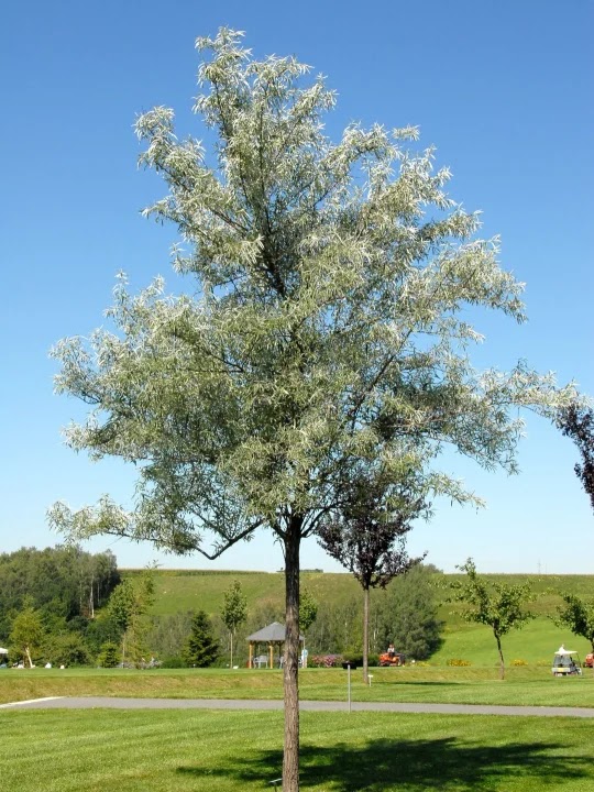 25+ Ide Terbaru Eleagnus Arbre