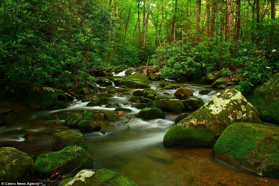 Moss: This photo of the The Great Smoky Mountains National Park by Barry Pettis is a breathtaking forest view in springtime 