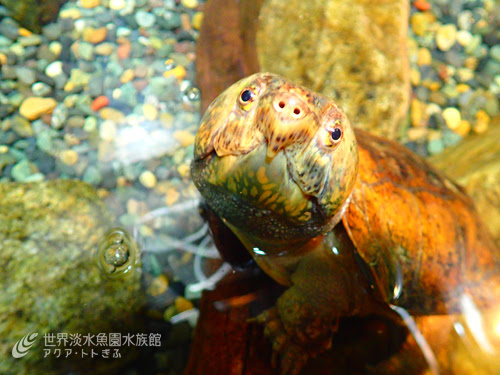オオアタマガメのトレーニング おもしろ飼育コラム一覧 アクア トト