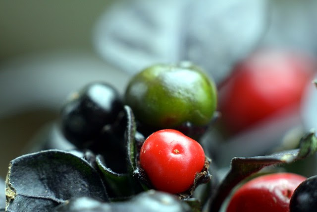 black pearl pepper